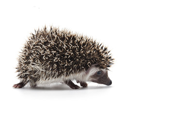 African Pygmy Hedgehog isolated on white background