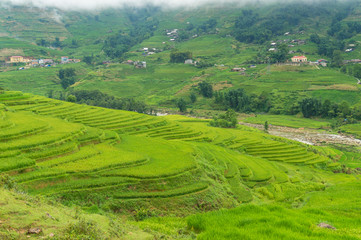 Obraz premium Spectacular rice terraces with green rice grass