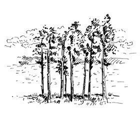 Hand drawn pine trees, landscape with pine forest. Sketch on a white background. Vector illustration.