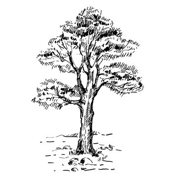 Hand drawn pine trees, landscape with pine forest. Sketch on a white background. Vector illustration.
