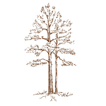 Hand drawn pine tree. Sketch on white background. Vector illustration.