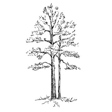 Hand drawn pine trees, landscape with pine forest. Sketch on a white background. Vector illustration.
