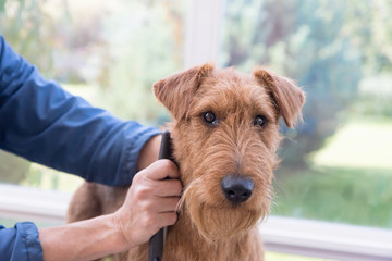 Combing the neck of Irish terrier closeup