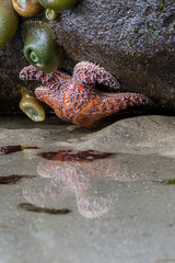 Orange Starfish Reflects in Pool Vertical