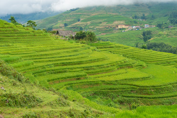 Fototapeta na wymiar Spectacular rice terraces with green rice grass