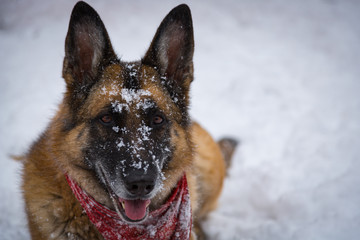 German Shepherd dog looking at camera with snout covered in snowflakes