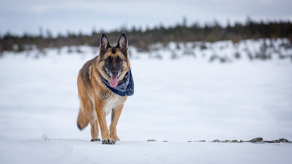 German Shepherd Dog standing on frozen lake with forest in background