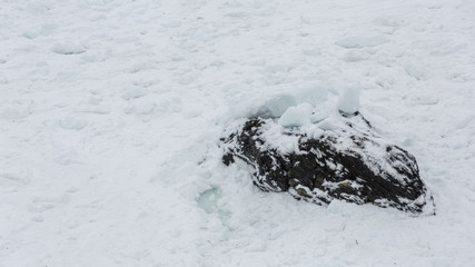 Pack ice against dark cliff rocks in Newfoundland and Labrador © cookiesfordevo