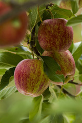 royal gala red apples on a apple tree at new zealand orchard before picking season