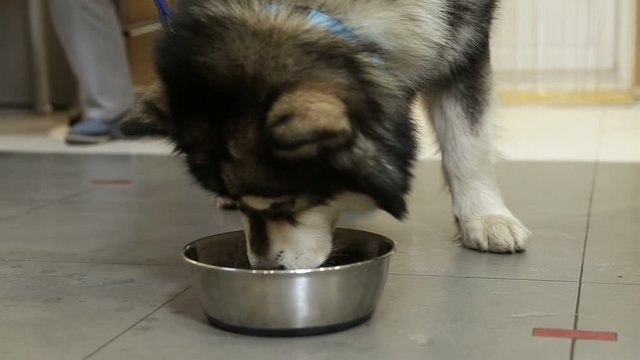 a Husky dog eats from a bowl