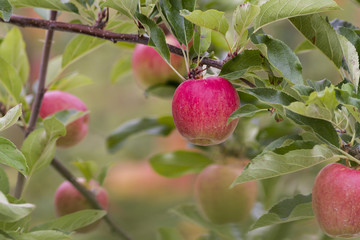 royal gala red apples on a apple tree at new zealand orchard before picking season