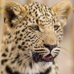 leopardo giovane cucciolo