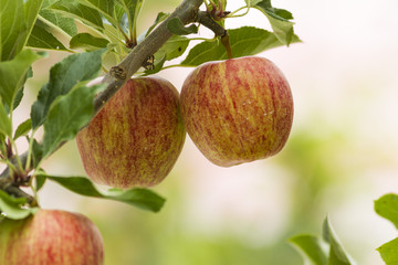 royal gala red apples on a apple tree at new zealand orchard before picking season