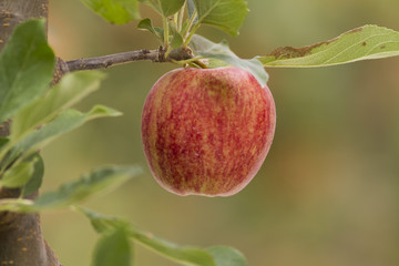 royal gala red apples on a apple tree at new zealand orchard before picking season