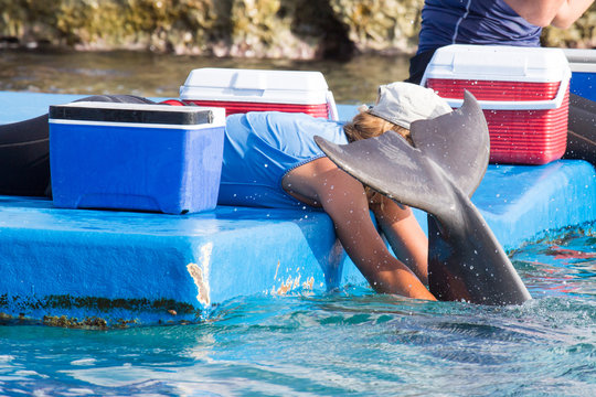 Delfin wird gestreichelt
