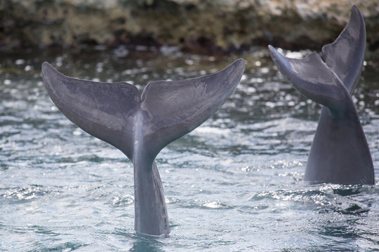 Zwei Delfine auf Tauchgang (Flossen)
