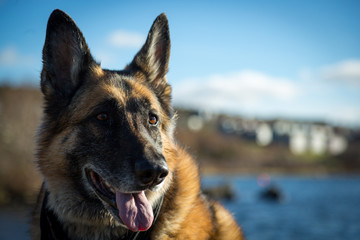 Wet German Shepherd Dog standing by Quidi Vidi Lake