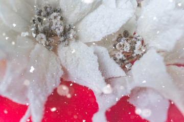 Obraz na płótnie Canvas Close up of shiny white Christmas flower decoration on red background, Christmas decoration concept 