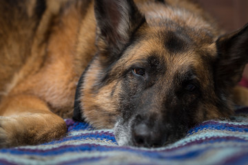 German Shepherd dog looking at camera