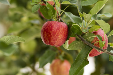royal gala red apples on a apple tree at new zealand orchard before picking season