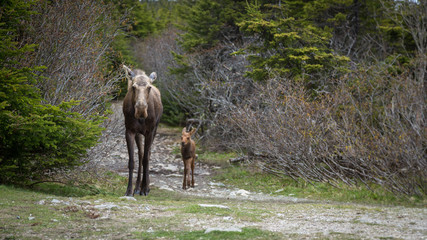 Mother moose and calf walking down trail in woods © cookiesfordevo