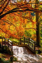 Autumn landscape. Autumn tree leaves. bridge in autumn park
