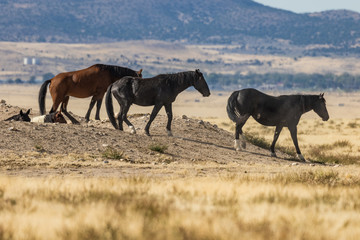 Obraz premium Wild Horses on the Utah Desert