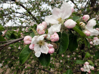 Apfelblüte