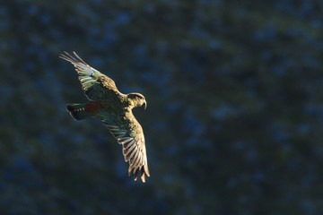Flying Kea Parrotg new zealand