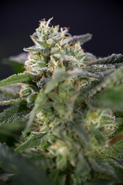 Cannabis cola (fire creek marijuana strain) on late flowering stage