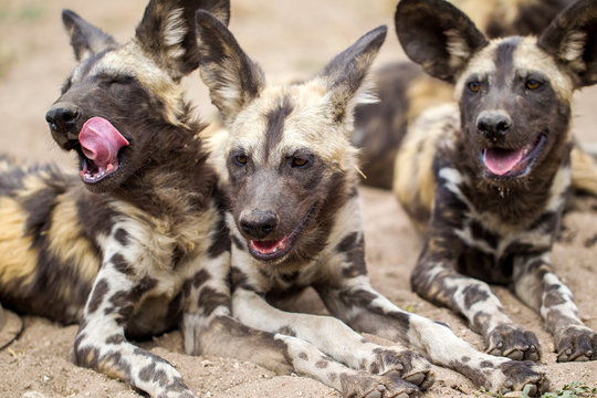 Licaone nella savana del Botswana