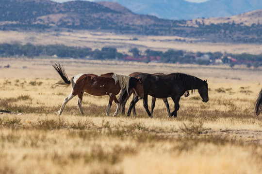 Wild Horses on the Utah Desert