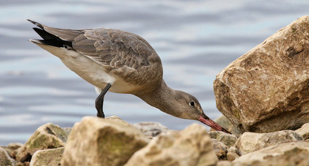 Black Tailed Godwit