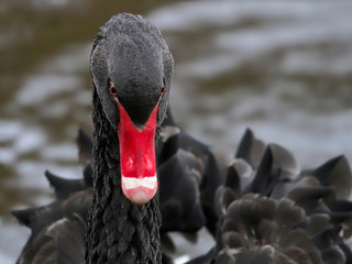Black Swan