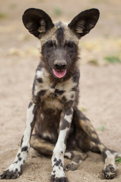 Licaone nella savana del Botswana