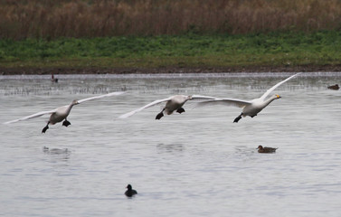Hooper Swans in flight