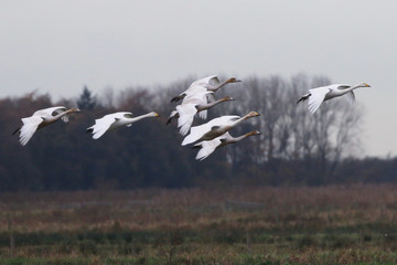 Hooper Swans in flight