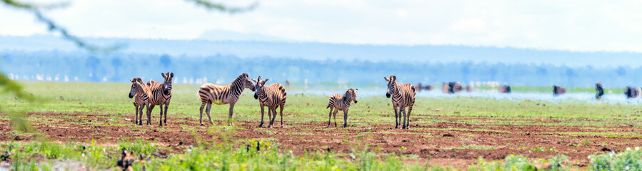 Panorama of zebras in safari park