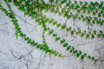 Green fresh climbing plant on rustic white concrete wall