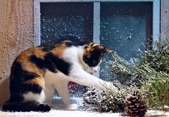 Funny three colour home cat sitting on the window sill looking for something in pine branch.Frosted window on the second plan.Christmas cat