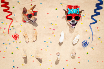 happy new year dogs at the beach