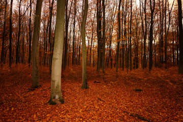 Buchen Wald im Herbst