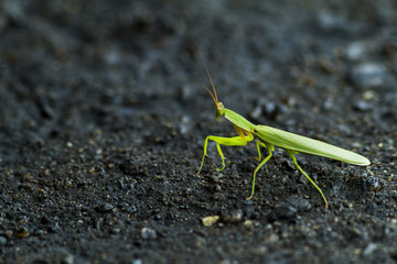 praying mantis