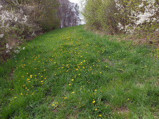 Wiese mit Löwenzahn © Michael Rogner
