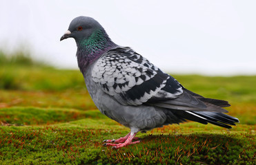 Pigeon