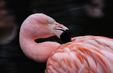 flamingo 2