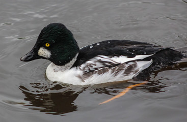 golden eye
