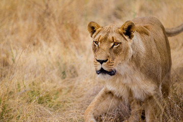 Fototapeta na wymiar leone, leonessa nella savana