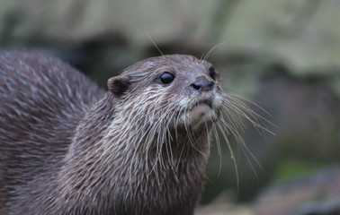 otter 8