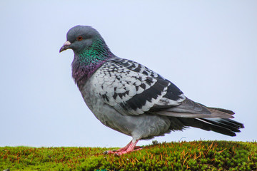 pigeon